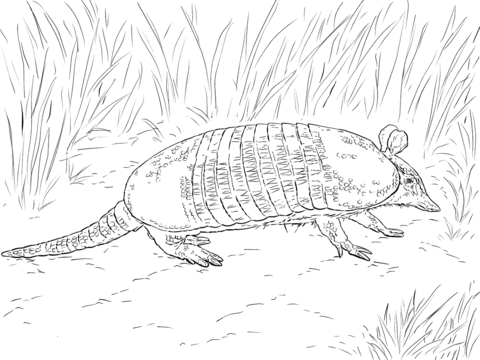 Realistic Nine Banded Armadillo Coloring Page